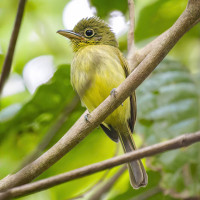 Ruddy-tailed Flycatcher